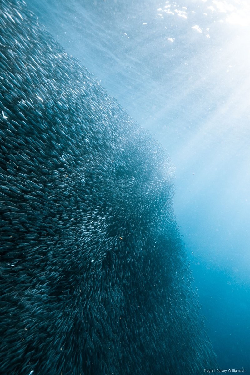 School of fish in sunlit water