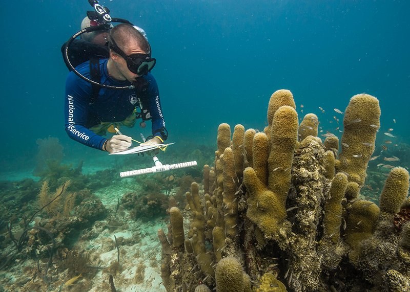 Diver taking measurements on a coral reef