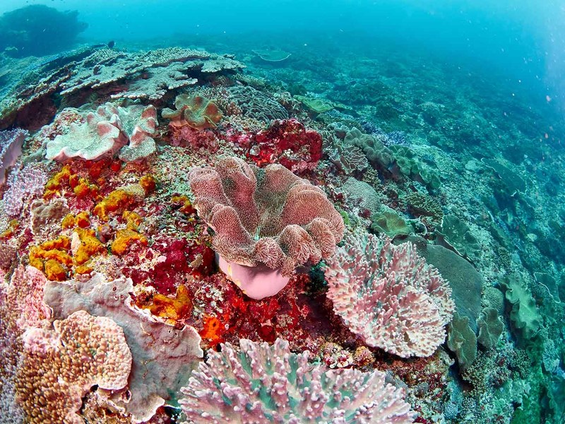 Colorful coral reef
